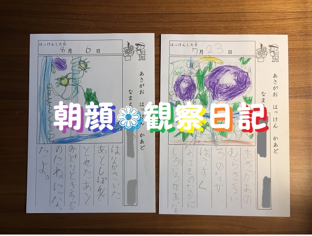 画像付 朝顔の観察日記の書き方 花が咲いた 実ができた 種の状態ってどんな ひとりっ娘小学生の母365